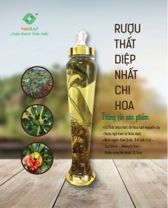 Rượu Thất diệp nhất chi hoa nguyên cây